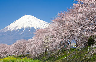 河口湖富士桜・ミツバツツジ祭り